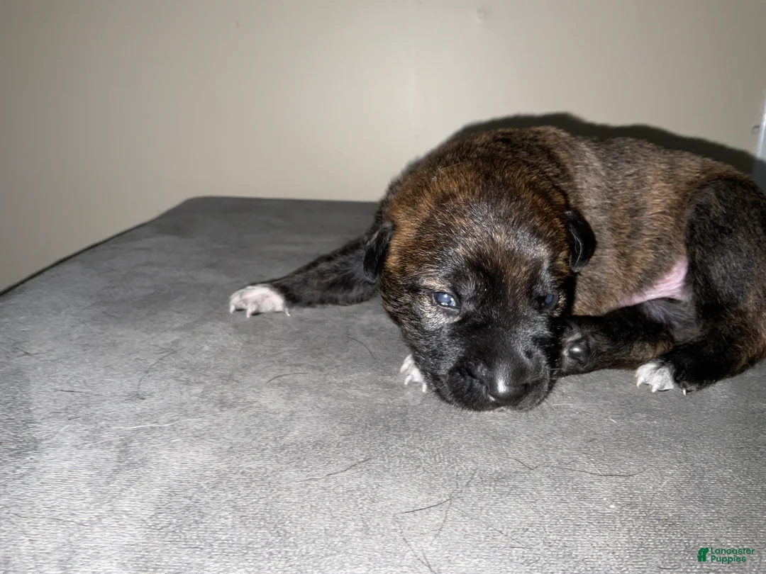 Dutch Shepherd dogs for sale: Maverick - Ad 1
