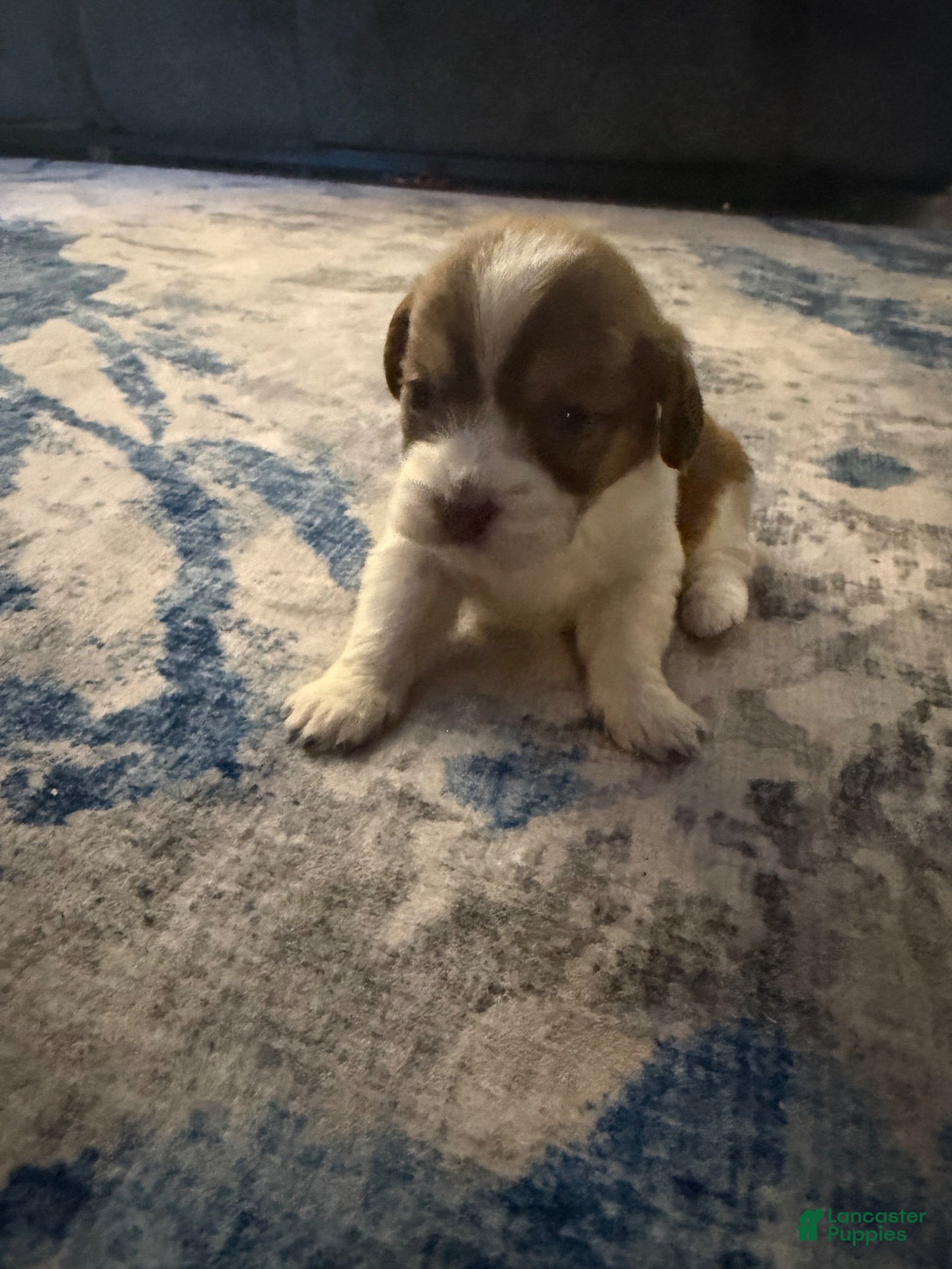 Mixed Breed dogs for sale: Mixed Breed 1 - Ad 3