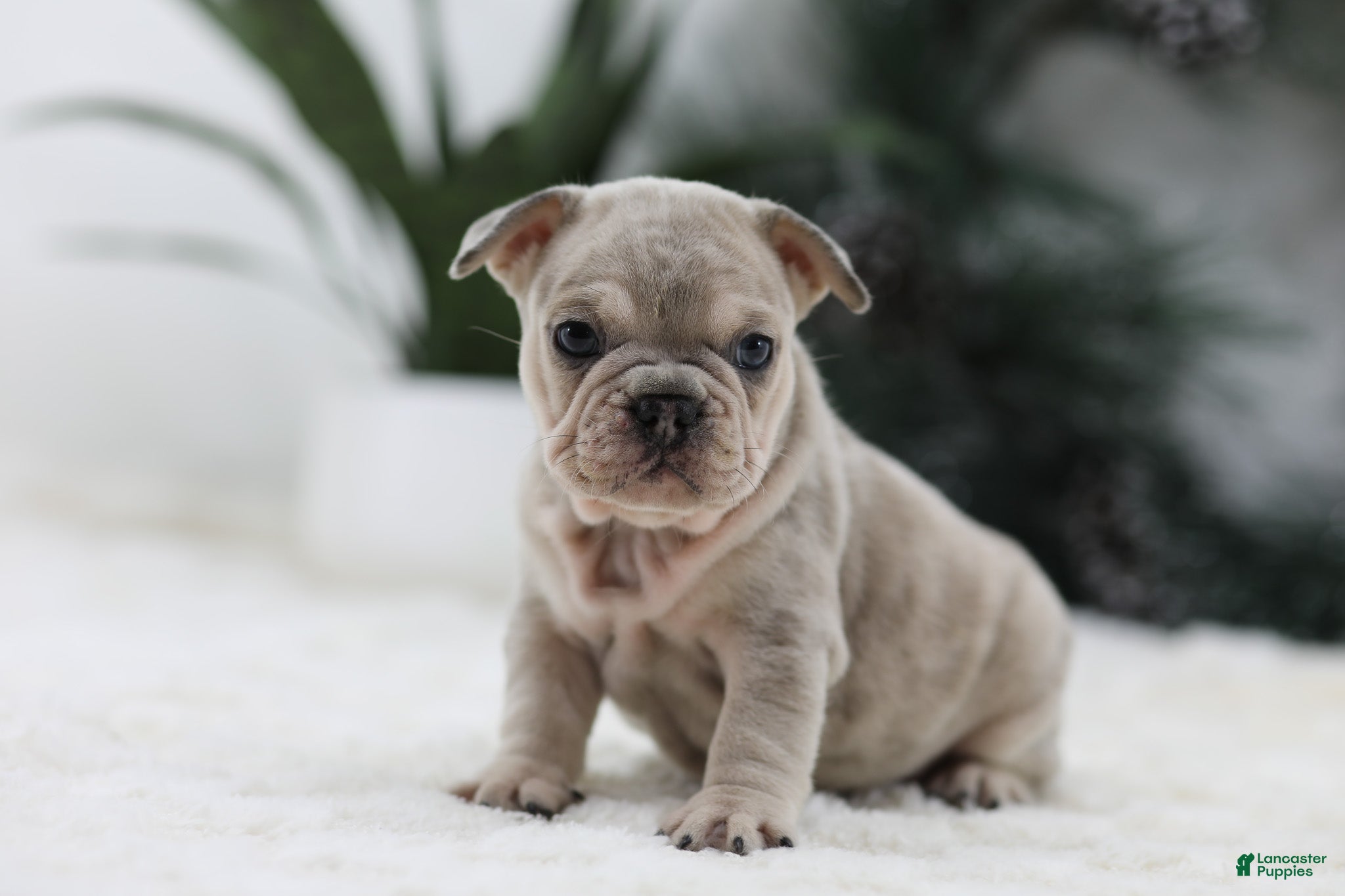 French Bulldog dogs Major - Ad 41