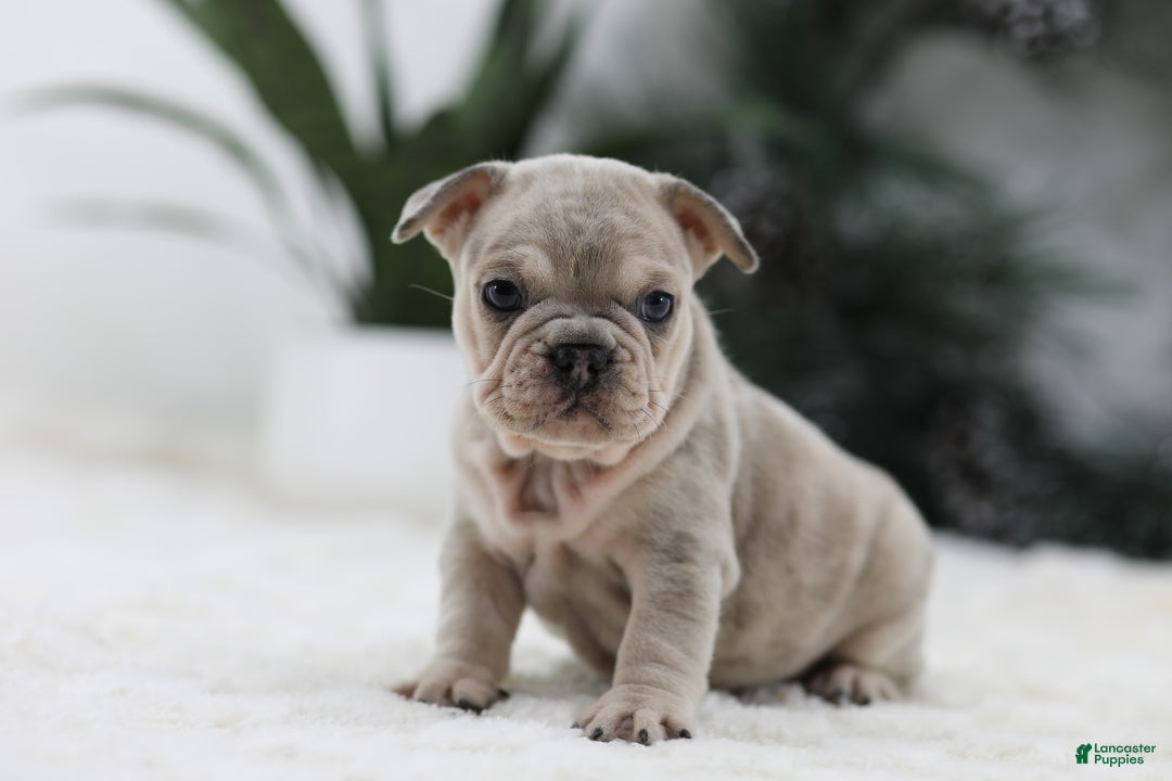 French Bulldog dogs for sale: Major - Ad 1