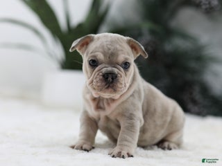 French Bulldog dogs Major - Ad 13