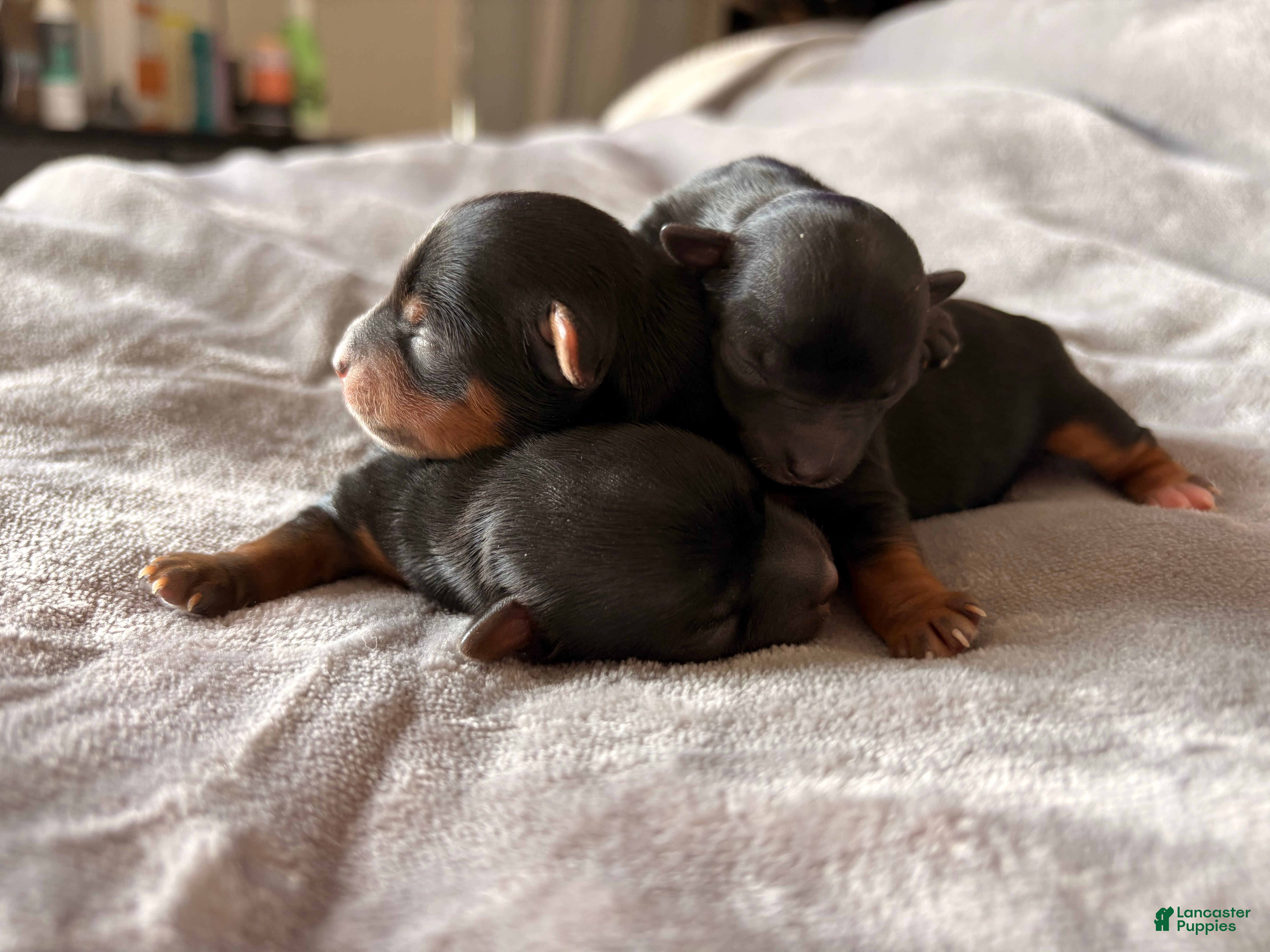 Yorkshire Terrier dogs Donny - Ad 15