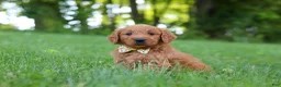 Goldendoodle dogs for sale: Theo - Ad 7