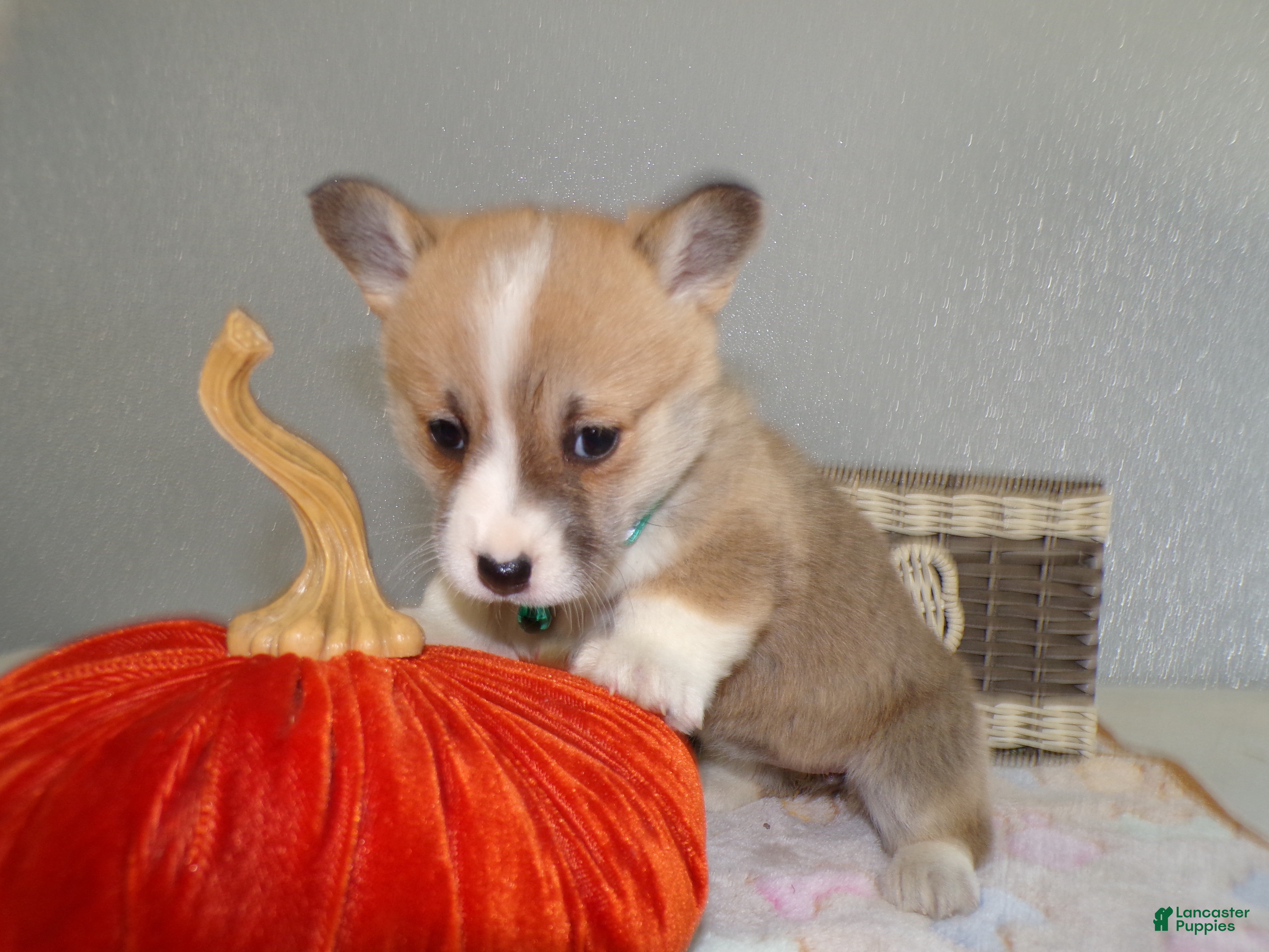 Welsh Corgi Pembroke dogs Welsh Corgi Pembroke Puppy 1 Rosie - Ad 27