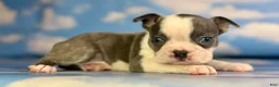 Frenchton dogs for sale: Lux - Ad 5