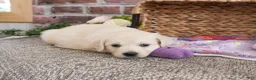Golden Retriever dogs for sale: Tallulah - Ad 8