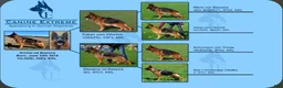 German Shepherd dogs for sale: Brown Boy - Ad 7