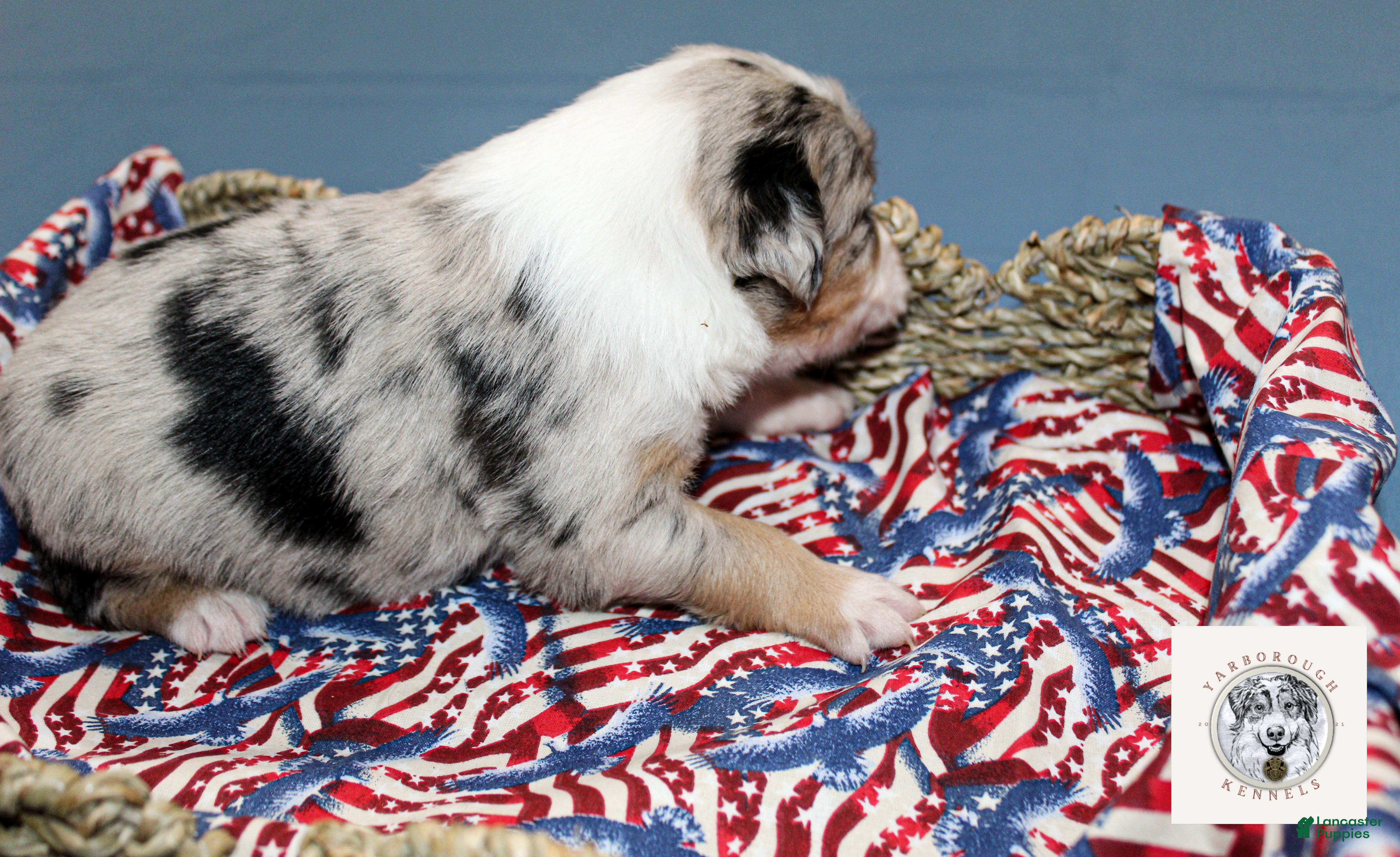 Miniature Australian Shepherd dogs Freedom - Ad 2