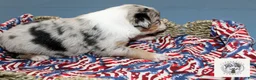 Miniature Australian Shepherd dogs for sale: Freedom - Ad 4