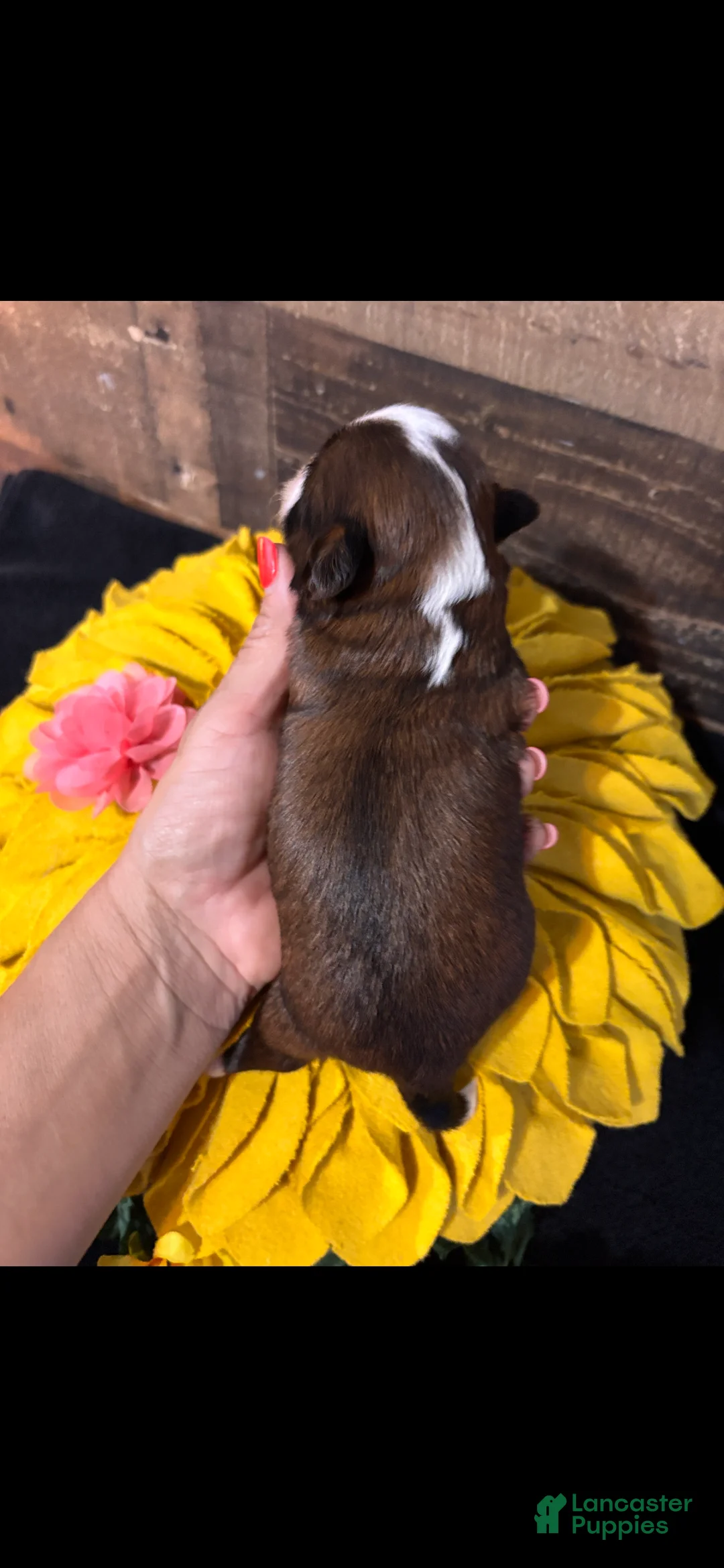 Shih Tzu dogs for sale: Shih Tzu 4 - Ad 2