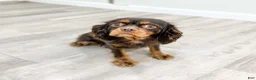 Cavalier King Charles Spaniel dogs for sale: Chico - Ad 6