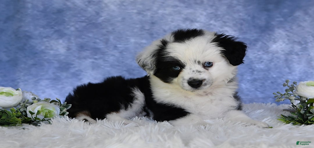 Gallery Image {{count}}