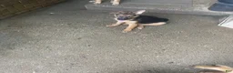 German Shepherd dogs for sale: Tiny girl - Ad 6