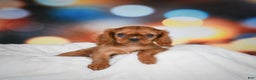 Cavalier King Charles Spaniel dogs for sale: Katie - Ad 8