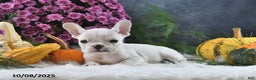 French Bulldog dogs for sale: Wrenlee - Ad 14