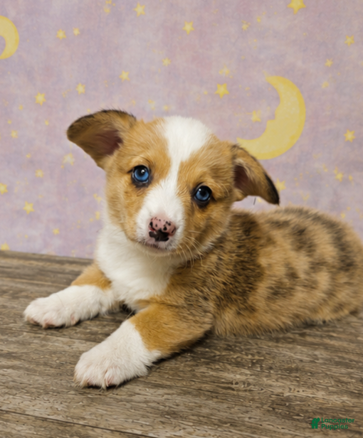 American Corgi dogs American Corgi Puppy 1 - Ad 2