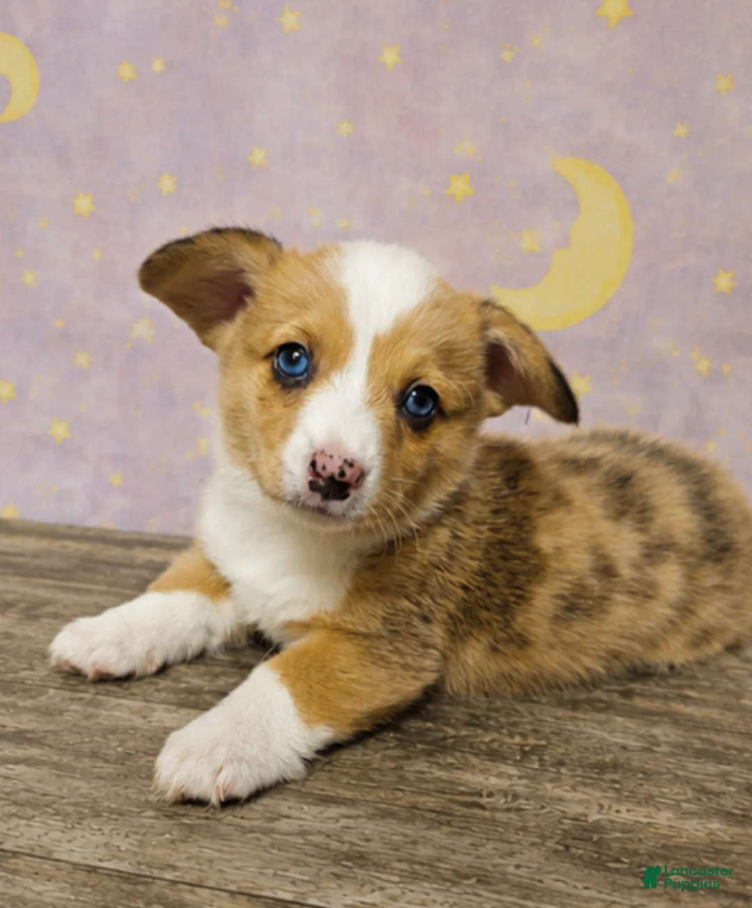 American Corgi dogs for sale: American Corgi Puppy 1 - Ad 2
