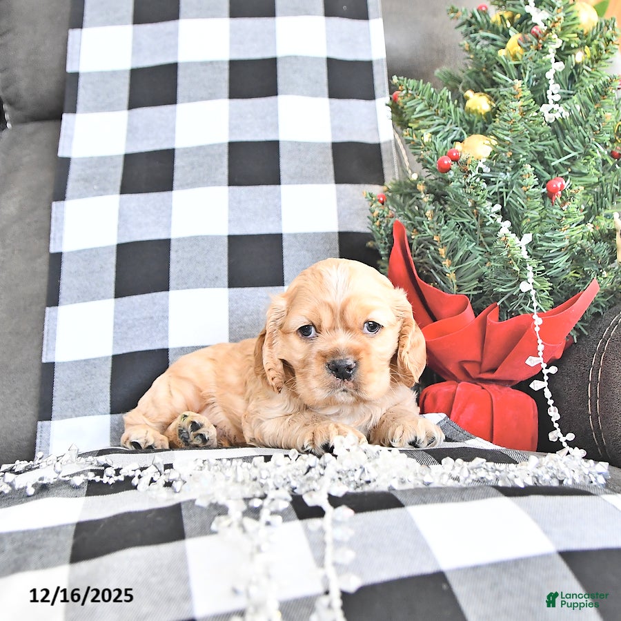 Cocker Spaniel dogs Sparkle - Ad 18