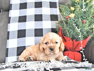 Cocker Spaniel dogs Sparkle - Ad 7