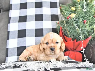 Cocker Spaniel dogs Sparkle - Ad 16