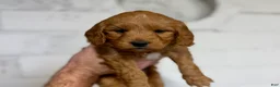Mini Goldendoodle dogs for sale: Mocha - Ad 1
