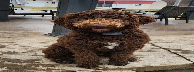 Jax
