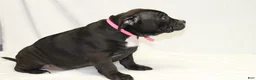American Bully dogs for sale: American Bully pink - Ad 4