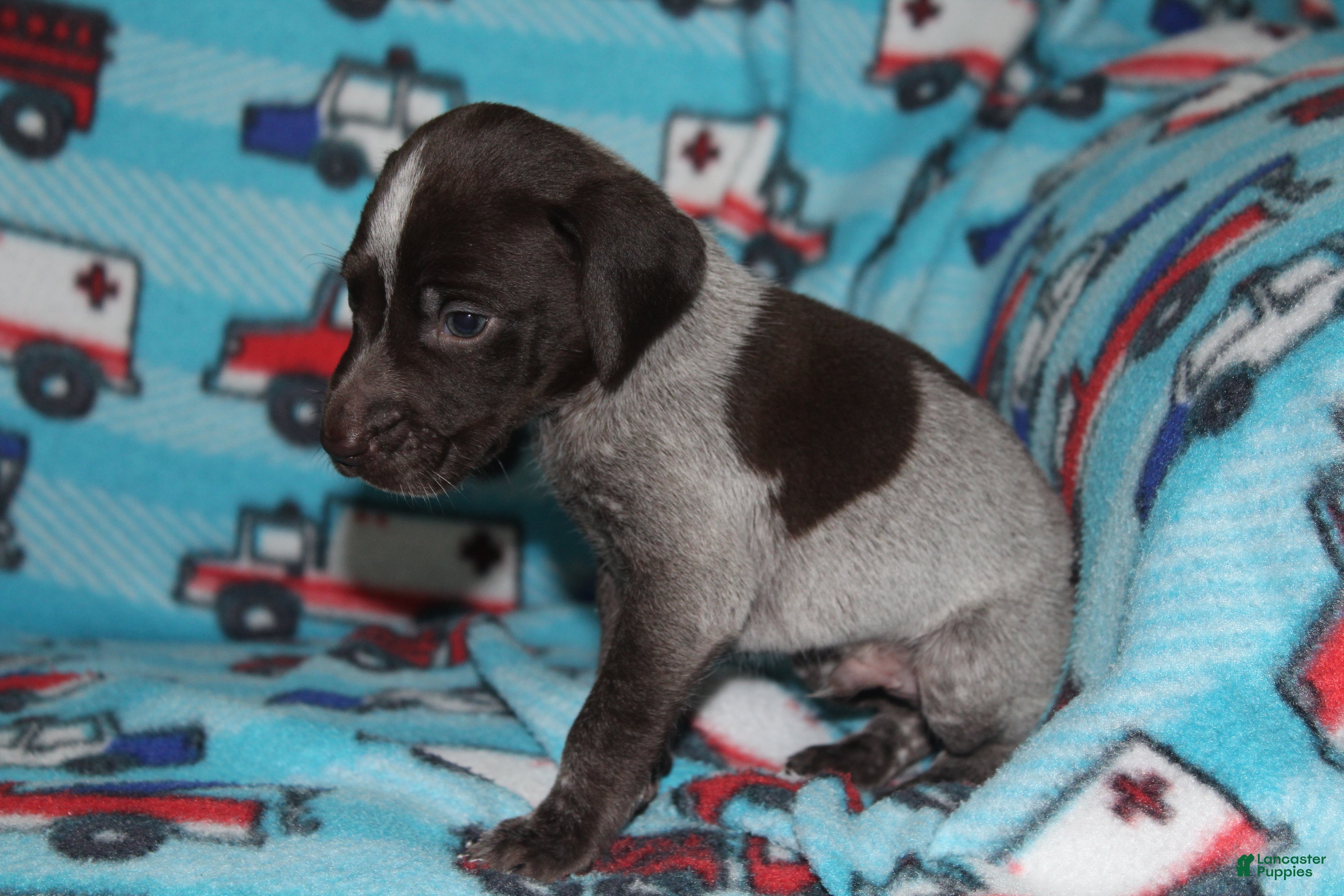 German Shorthaired Pointer dogs Winchester  - Ad 1