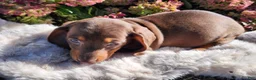 Miniature Dachshund dogs for sale: Cocoa - Ad 6