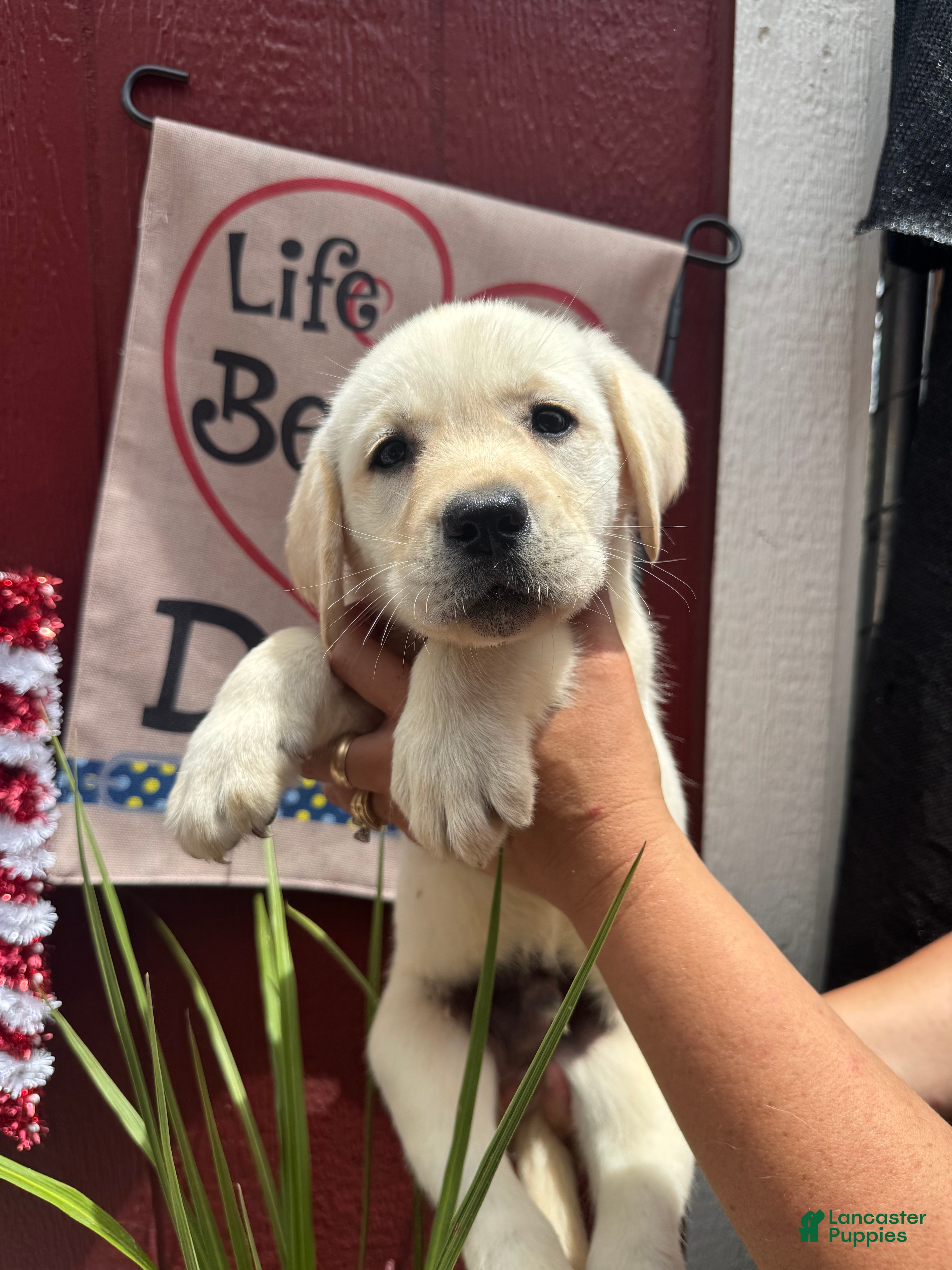 Labrador Retriever dogs for sale: Labrador Retriever Puppy 1 - Ad 2