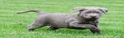 Labrador Retriever dogs for sale: Bella - Ad 11