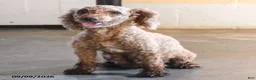 Toy Poodle dogs for sale: Melody - Ad 4
