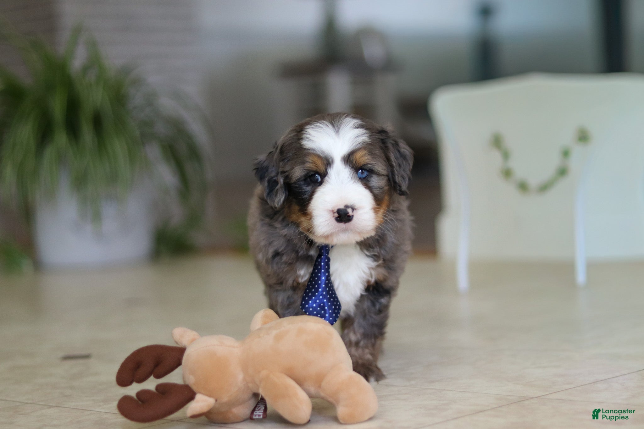 Mini Bernedoodle dogs Vance - Ad 1