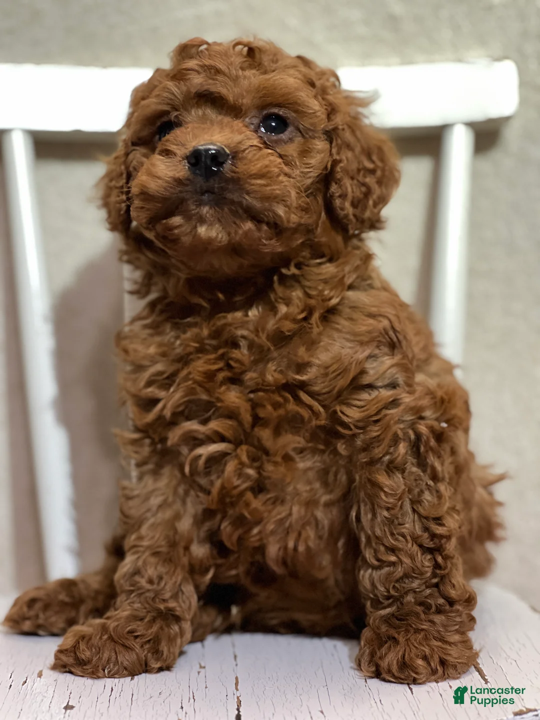 Cavapoo dogs for sale: Taki - Ad 1