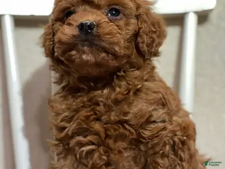 Cavapoo dogs Taki - Ad 18