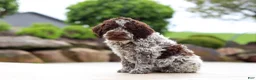 Lagotto Romagnolo dogs for sale: Bluey - Ad 6