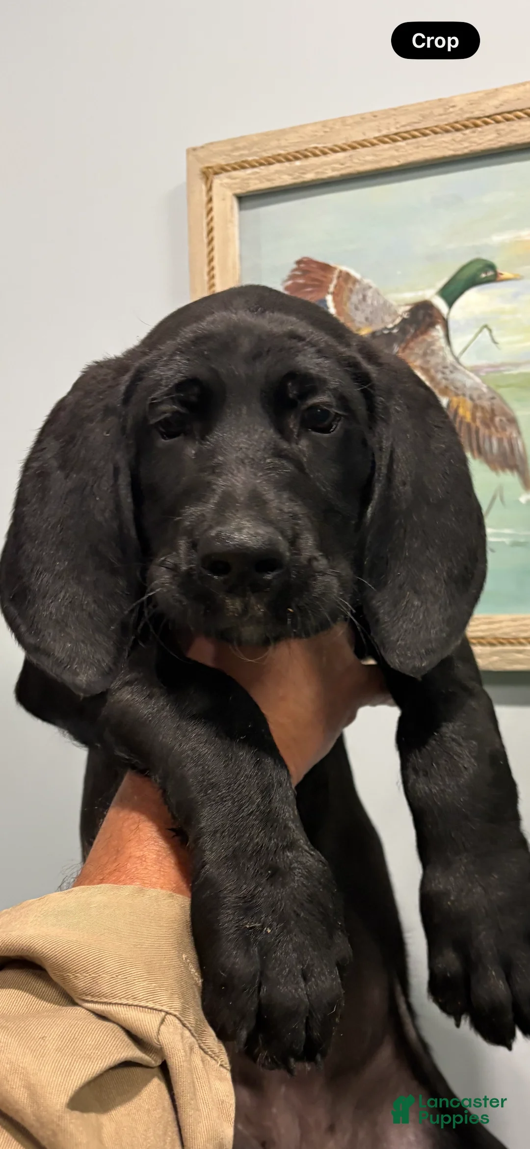 Great Danoodle dogs for sale: Great Danoodle 1 - Ad 1