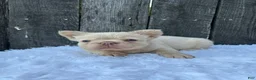French Bulldog dogs for sale: Milo - Ad 8