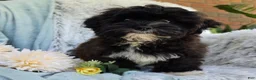 Shihpoo dogs for sale: Lenny - Ad 7