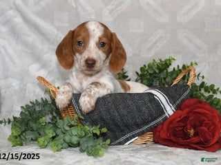 Dachshund dogs Dianna - Ad 42