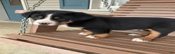 Greater Swiss Mountain Dog dogs for sale: Ben - Ad 7