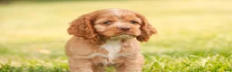 Cocker Spaniel dogs for sale: Alexa Cocker Spaniel  - Ad 8