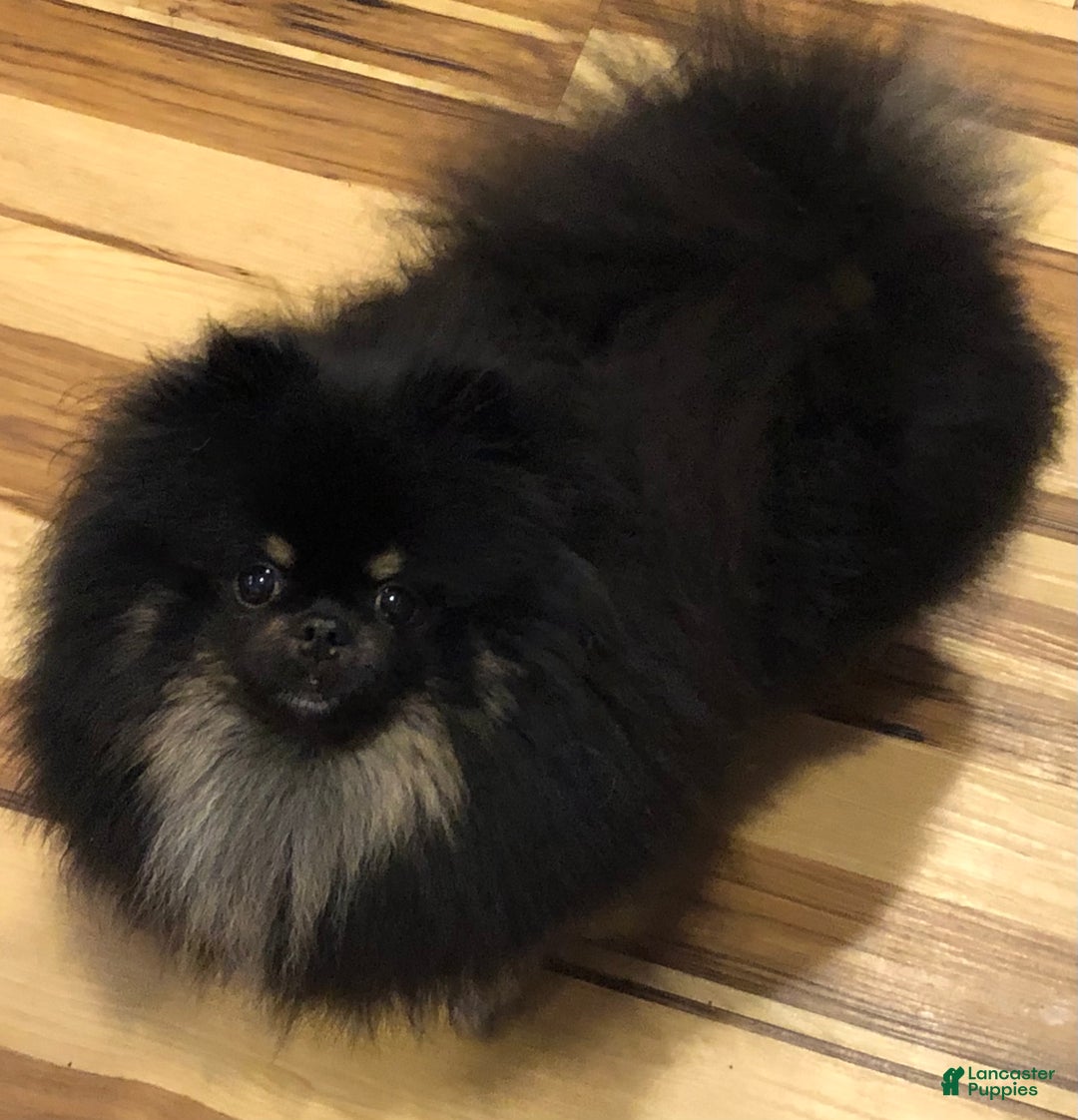 Pomeranian dogs for sale: Duke  - Ad 5