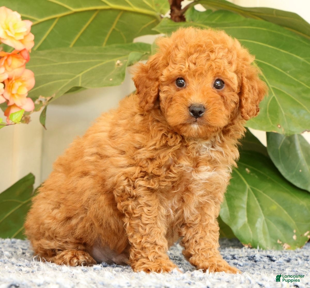 Cavapoo dogs Austin - Ad 1