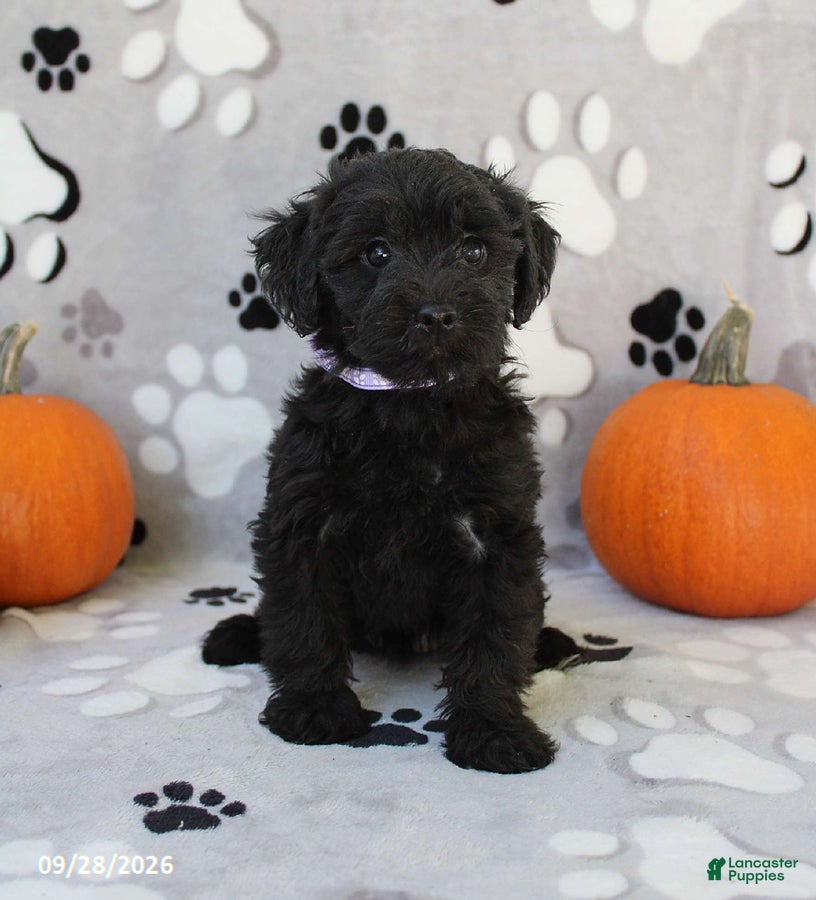 Yorkiepoo dogs Sage - Ad 1