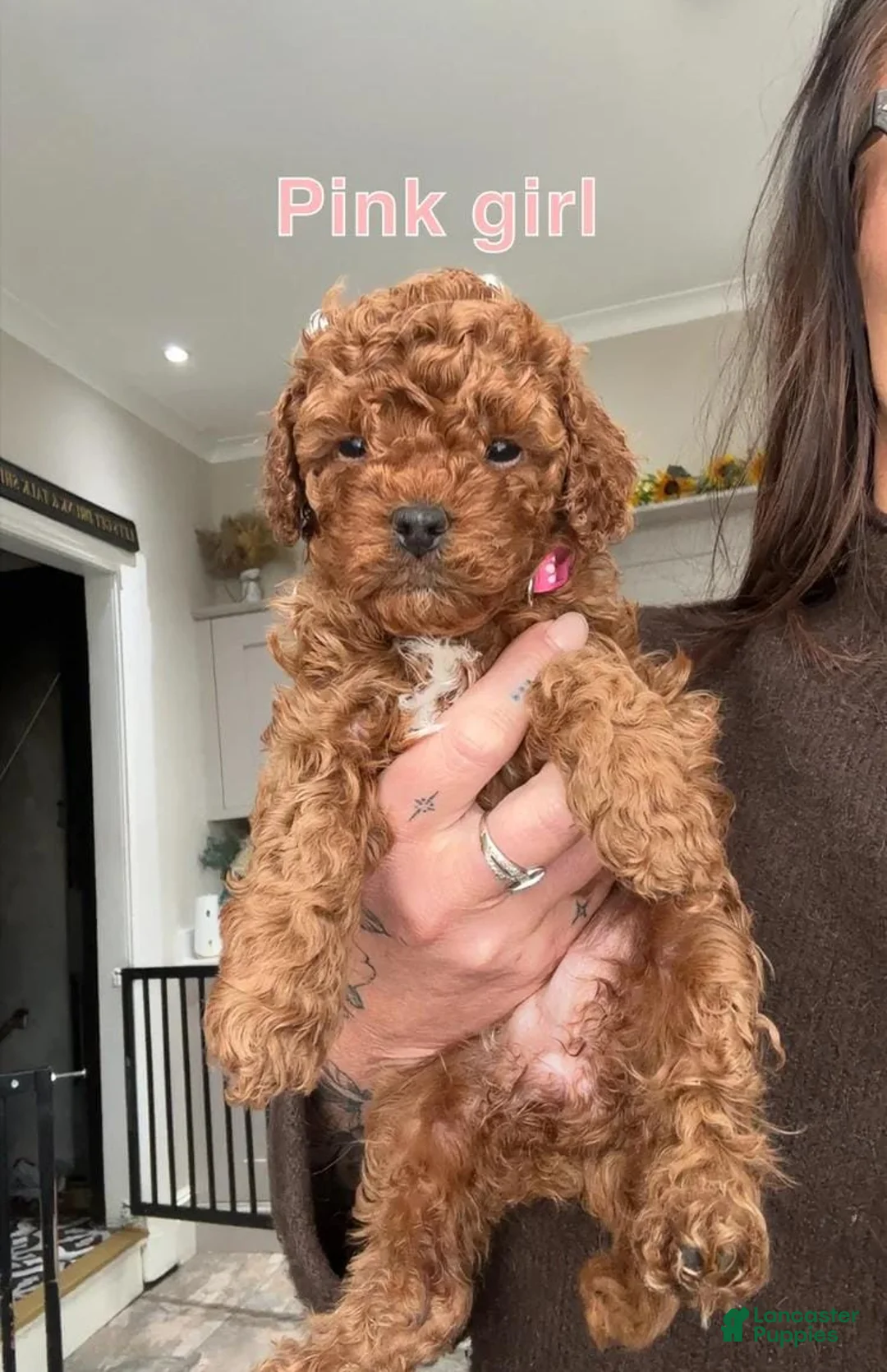 Cavapoo dogs for sale: Kenny - Ad 11