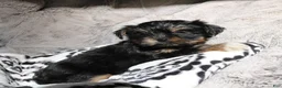 Shorkie dogs for sale: Bailey  - Ad 10