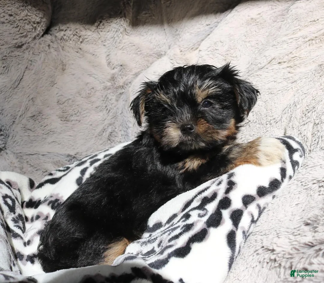 Shorkie dogs for sale: Bailey  - Ad 10