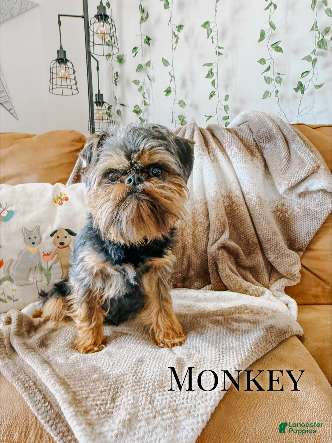 Mixed Breed dogs for sale: Carlita - Brussels Griffon/Toy Poodle - Ad 2