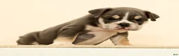 English Bulldog dogs for sale: Captain - Ad 4